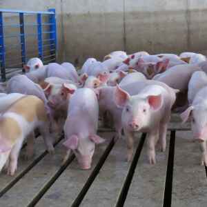 More pork price spikes unlikely, but so is decline