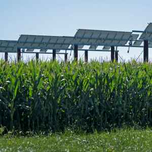 Research seeks ways to grow solar and crops together