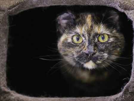 Pet of the Week: Meet Elsa, the cat rescued from Iowa’s freezing winter