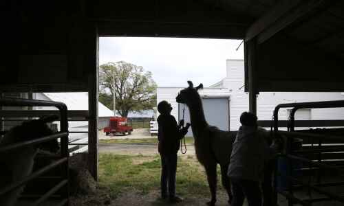 Iowa Photo: Whole llama love