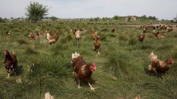 Rushing to meet cage-free egg deadline