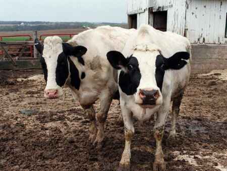 Iowa cows: From udders to grocery stores