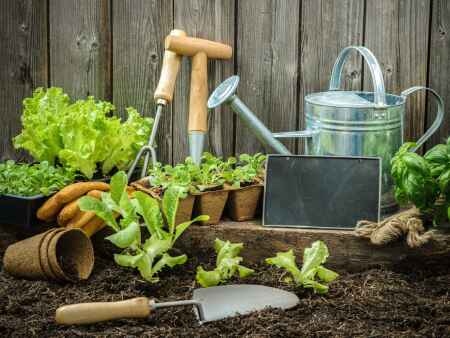 How to grow a green thumb