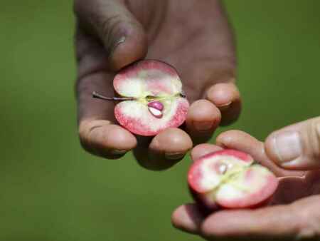 Historic apple orchards at Seed Savers Exchange keep heirloom varieties alive
