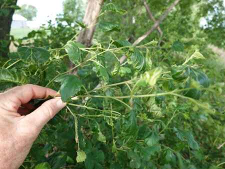 Farmer fines for dicamba drift on hold in Iowa