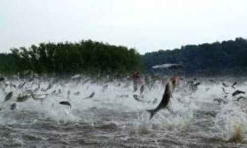 Asian carp invasion of Iowa waterways progresses
