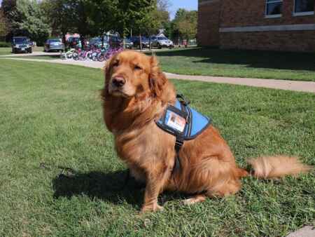 Lincoln to bring on new therapy dog