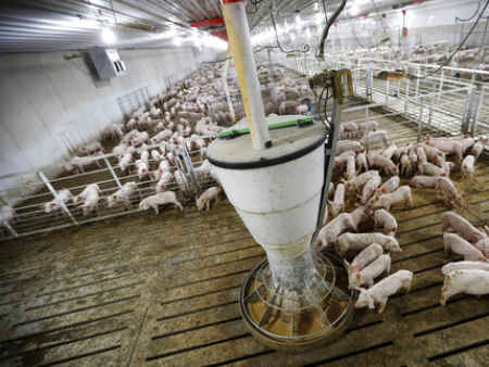 Iowa court reverses precedent on Iowa pig farm lawsuits