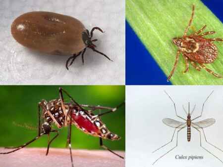 Health concerns for Iowa officials shift from flu to ticks, mosquitoes