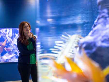 Ocean creatures from around the country tell tales of conservation in new Dubuque exhibit