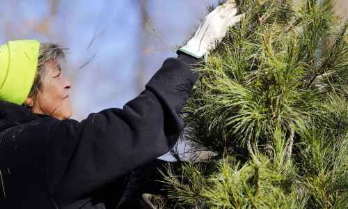 Real Christmas trees a ‘heartwarming tradition’