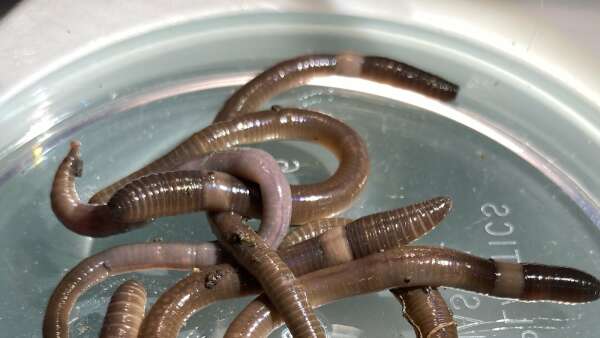 Invasive species of worm making its way across the Midwest