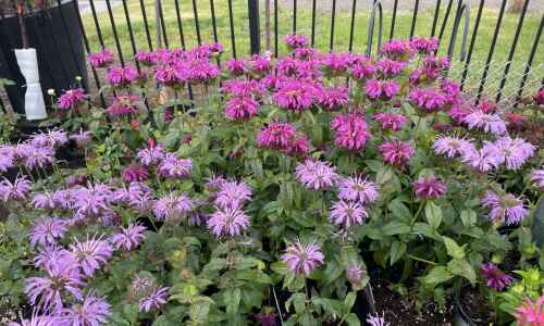 Planting with Pierson: Full blooms ahead