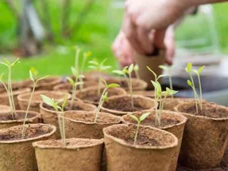 Start planting cool-loving plants now