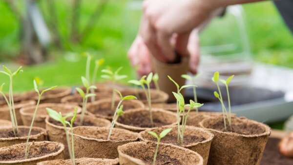 Start planting cool-loving plants now
