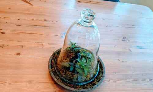Create a terrarium using what you may already have at home