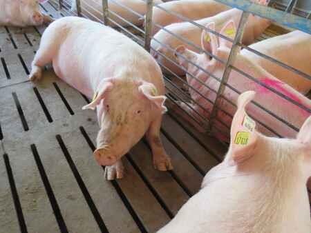 Supreme Court ruling rattles pork producers