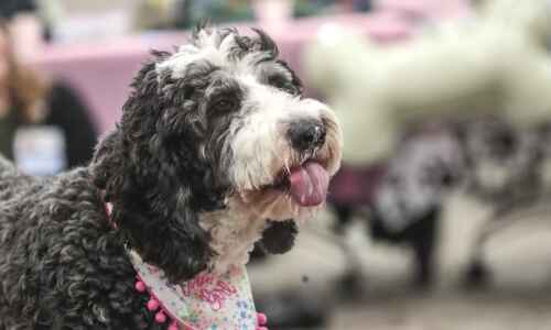 New canine staffer joins Mercy’s Hallmar residents in Cedar Rapids
