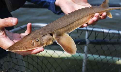 To learn about rare lake sturgeon, Iowa researchers turn to another prehistoric fish