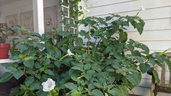 Amazing Angel’s Trumpet shines in a fading garden