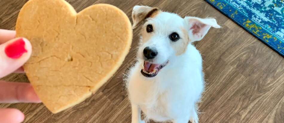 How to: Homemade dog treats for your furry friend
