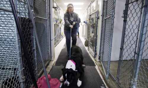 Last Hope Rescue working with animals with complex needs