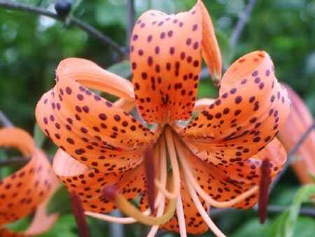 Friend or foe? With tiger lilies, it depends