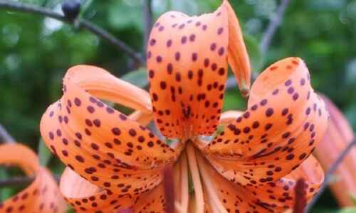Friend or foe? With tiger lilies, it depends