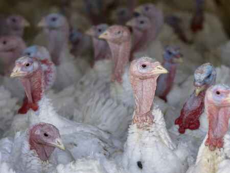 New outbreak of avian flu strikes Hardin County