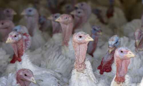 New outbreak of avian flu strikes Hardin County