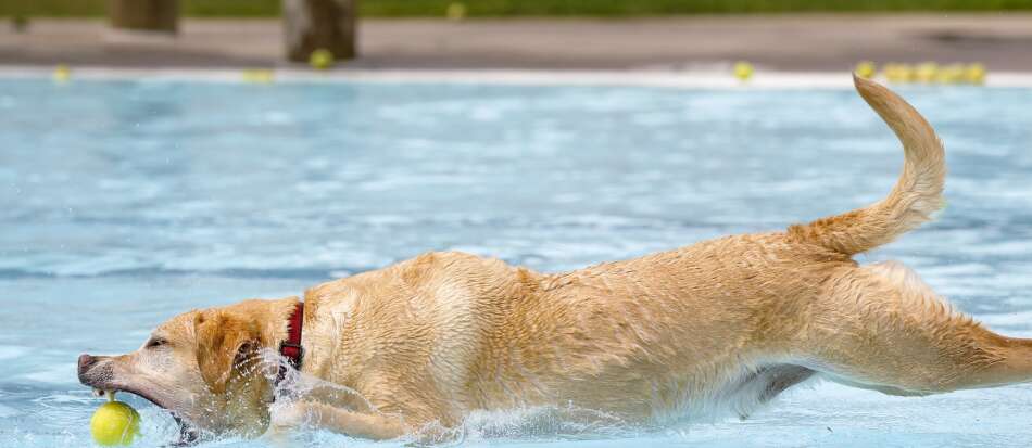 Dogs make a splash at the pool