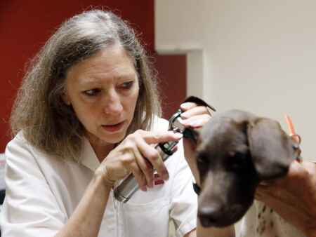 Cases of heartworm in pets on the rise in Cedar Rapids