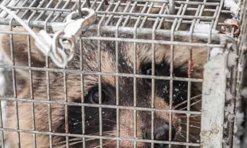 One state legislator says he’s had enough of Iowa’s raccoons