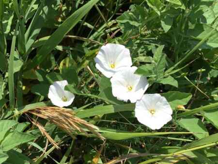 Prepare to do battle with bindweed