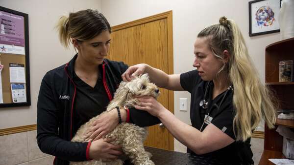 How did the pandemic impact veterinarians in Iowa?