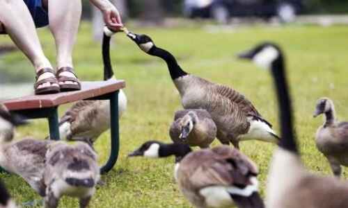 Dogs, guns among options to reduce geese in Cedar Rapids