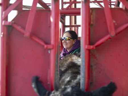 This Iowa veterinarian’s waiting room has 100 head of cattle