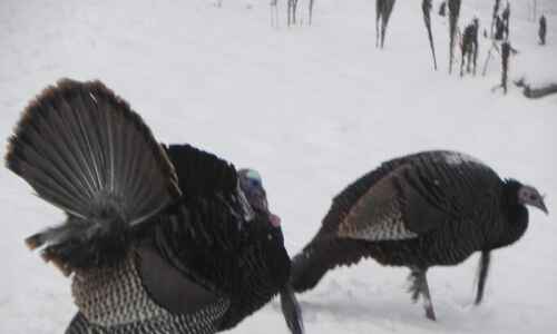 Nature’s Notes: Wild turkeys abundant in Corridor