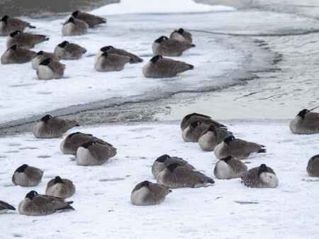 DNR: Nutritional deficiency to blame for dead and sick Canada geese on Iowa River