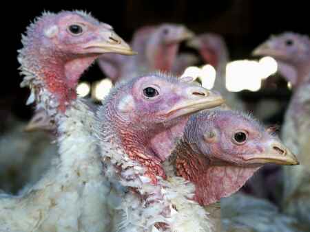 Bird flu reemerges in Midwest as birds migrate south