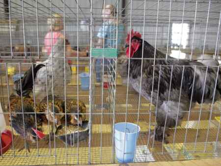 Live bird shows and auctions in Iowa can resume