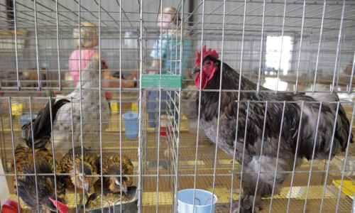 Live bird shows and auctions in Iowa can resume