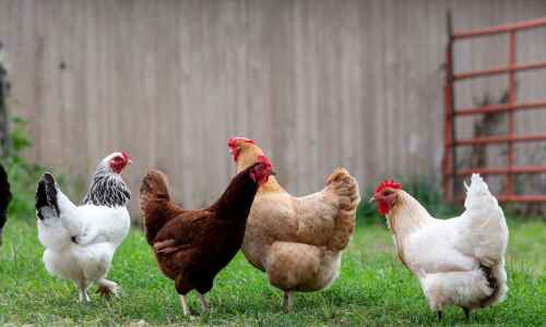 Rising egg prices leads to increased interest in backyard chickens