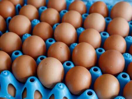 Chicken, egg counts mostly fell in February