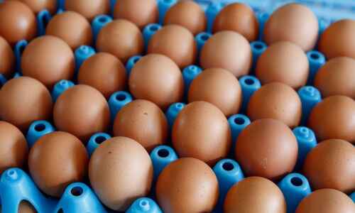 Iowa produced nearly 15% of nation’s eggs in January