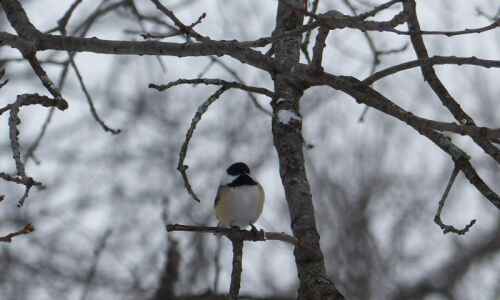 Nature’s Notes: Adaptions help chickadees survive the cold