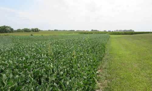 National soy production up, Iowa’s down as prices climb