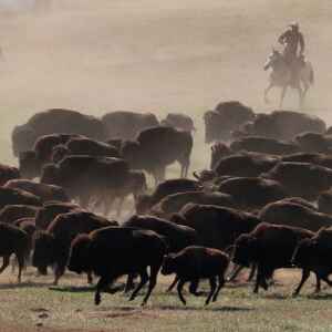 Travel: You don’t see buffalo stampede like this every day