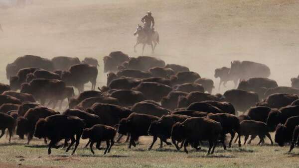 Travel: You don’t see buffalo stampede like this every day