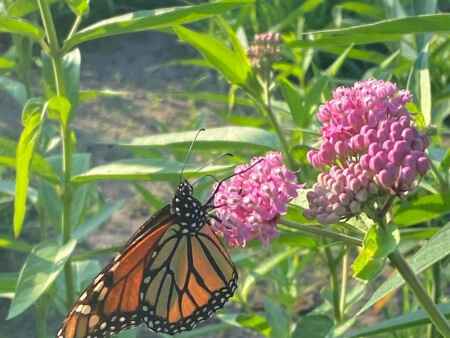 A monarch’s journey is worth sharing